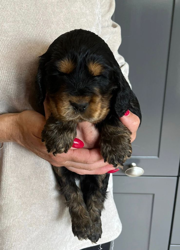 du Parc a Mitrailles - Chiots disponibles - Cocker Spaniel Anglais