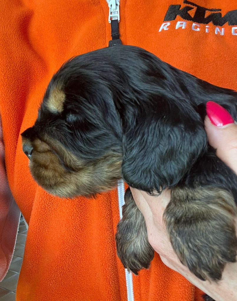 du Parc a Mitrailles - Chiots disponibles - Cocker Spaniel Anglais