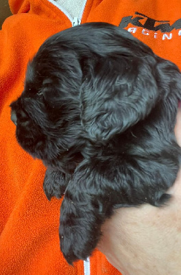 CHIOT 6