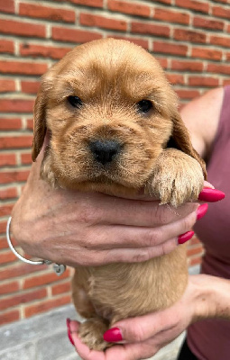 CHIOT 5