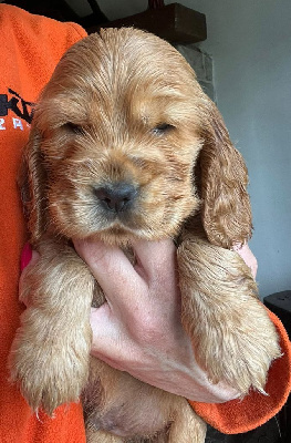CHIOT 4
