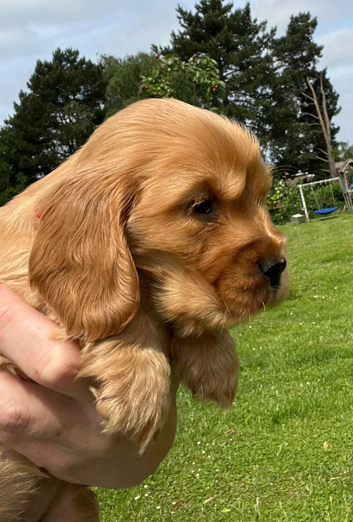 du Parc a Mitrailles - Chiots disponibles - Cocker Spaniel Anglais